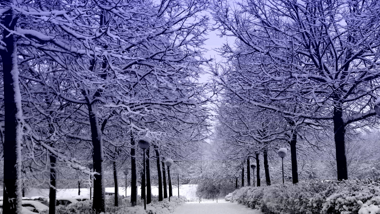 Sentier Couvert de Neige Entre Les Arbres. Wallpaper in 1280x720 Resolution