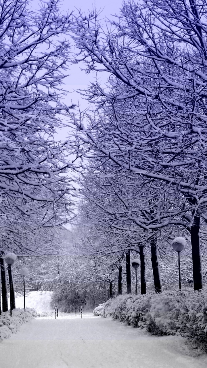 Sentier Couvert de Neige Entre Les Arbres. Wallpaper in 720x1280 Resolution