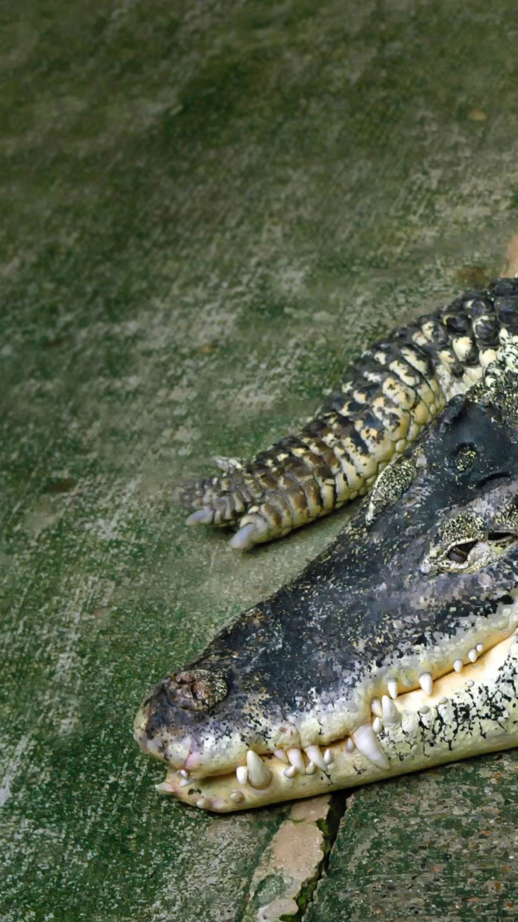 Crocodile Noir Sur Sol Brun. Wallpaper in 750x1334 Resolution