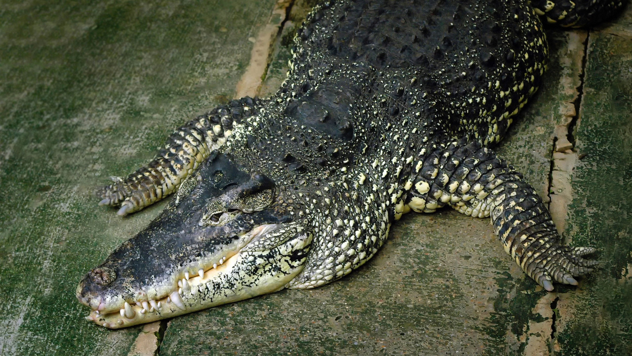 Black Crocodile on Brown Soil. Wallpaper in 1280x720 Resolution