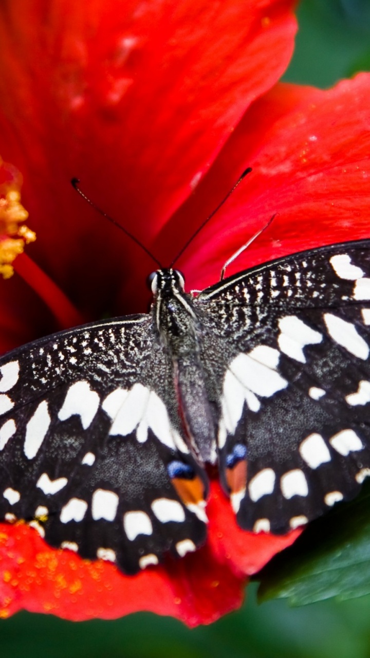Mariposa en Blanco y Negro Sobre Flor Roja. Wallpaper in 720x1280 Resolution