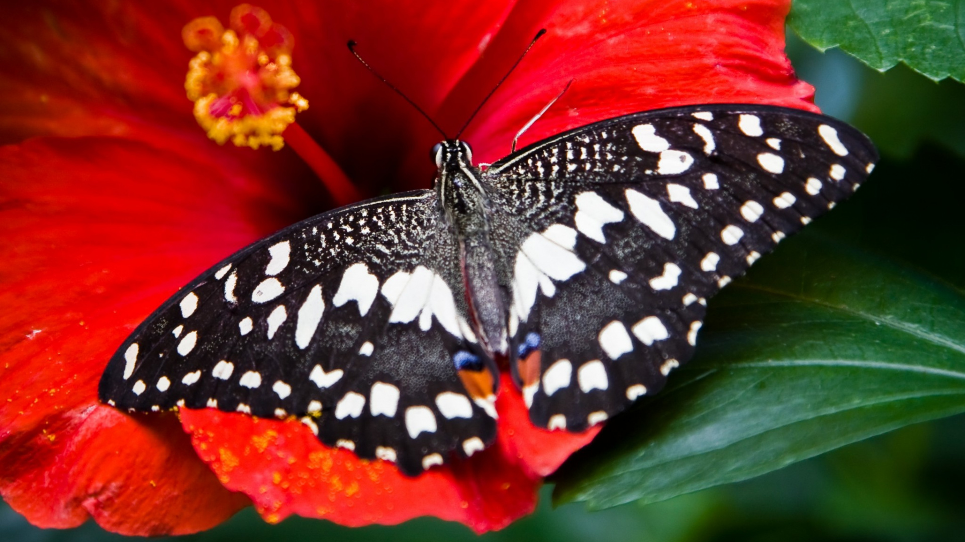 Schwarz-weißer Schmetterling Auf Roter Blume. Wallpaper in 1920x1080 Resolution