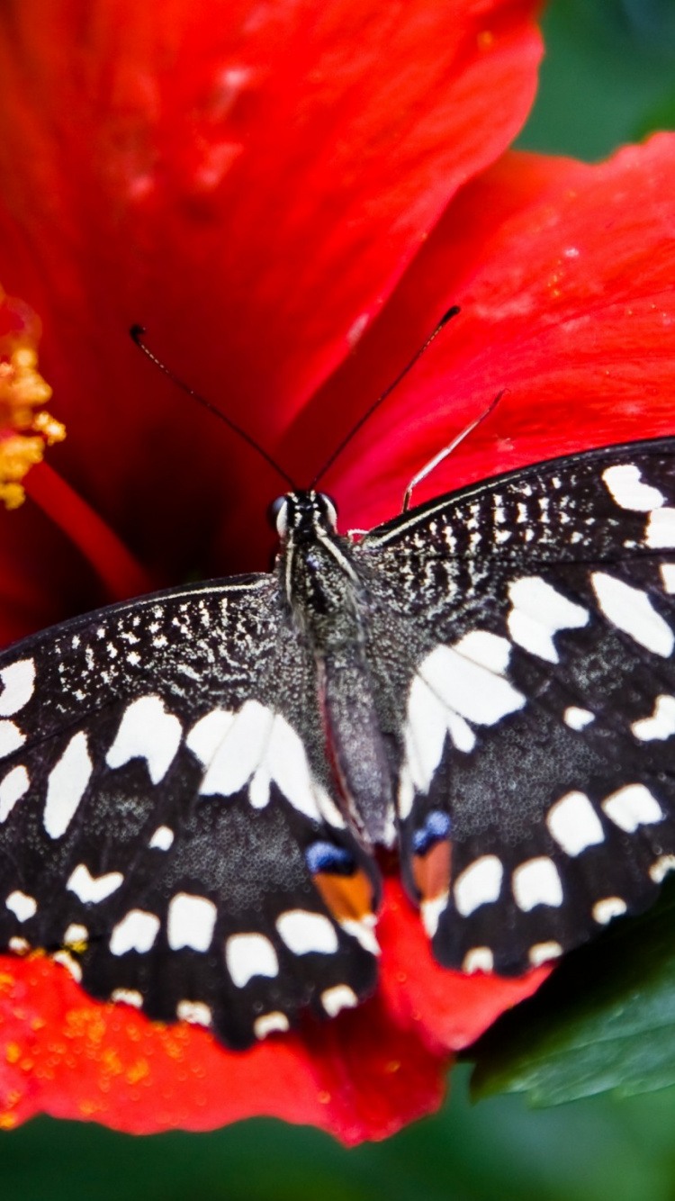 Schwarz-weißer Schmetterling Auf Roter Blume. Wallpaper in 750x1334 Resolution