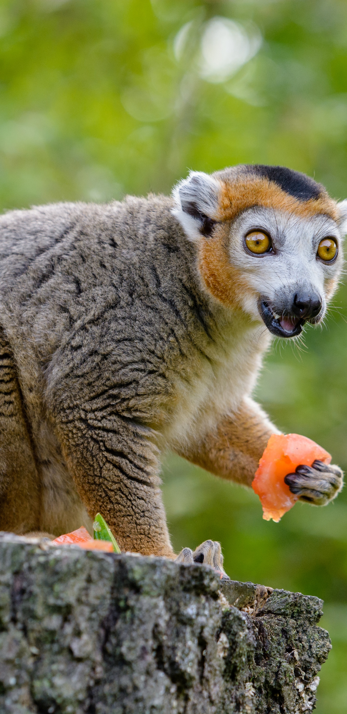 Gray and Brown Animal on Gray Tree Trunk During Daytime. Wallpaper in 1440x2960 Resolution