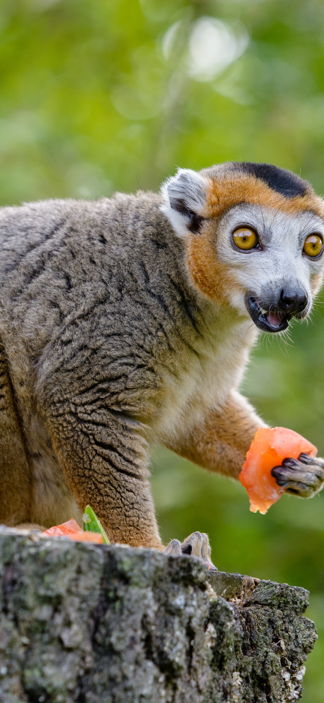 Graues Und Braunes Tier Auf Grauem Baumstamm Tagsüber. Wallpaper in 1125x2436 Resolution