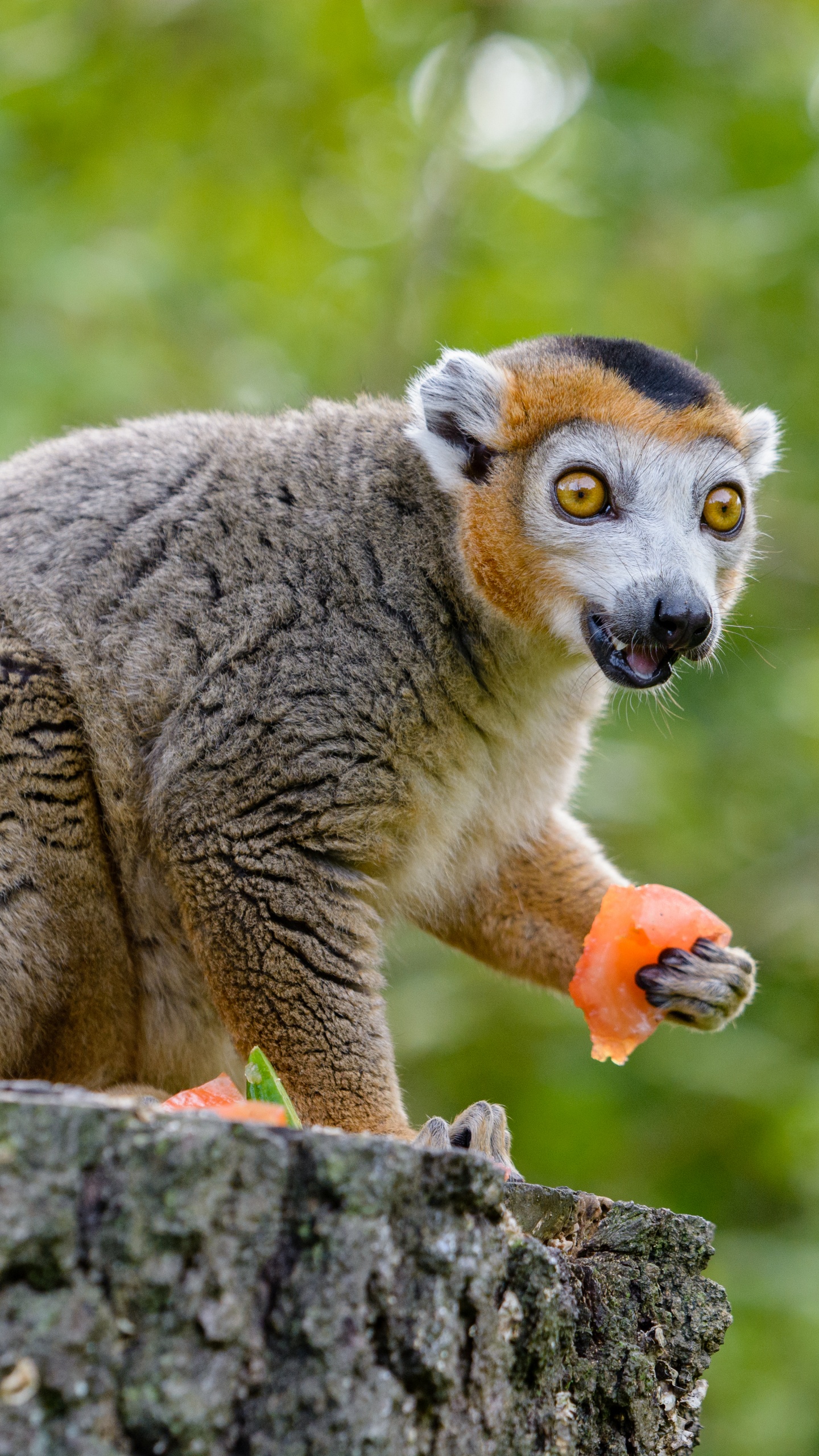 Animal Gris et Brun Sur Tronc D'arbre Gris Pendant la Journée. Wallpaper in 1440x2560 Resolution