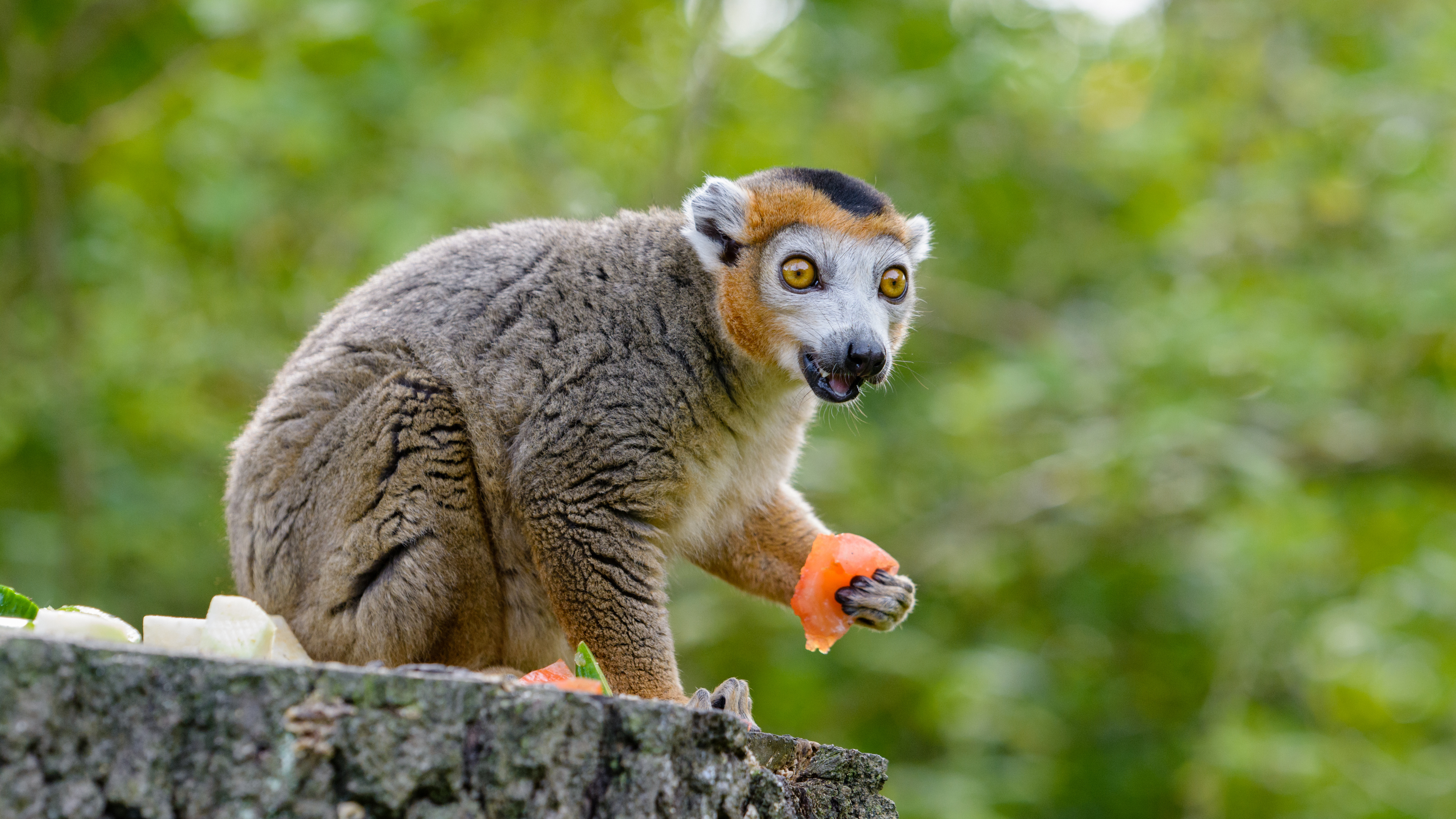 Animal Gris et Brun Sur Tronc D'arbre Gris Pendant la Journée. Wallpaper in 3840x2160 Resolution