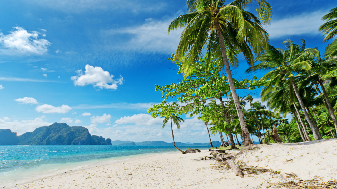 Palm Tree on White Sand Beach During Daytime. Wallpaper in 1280x720 Resolution