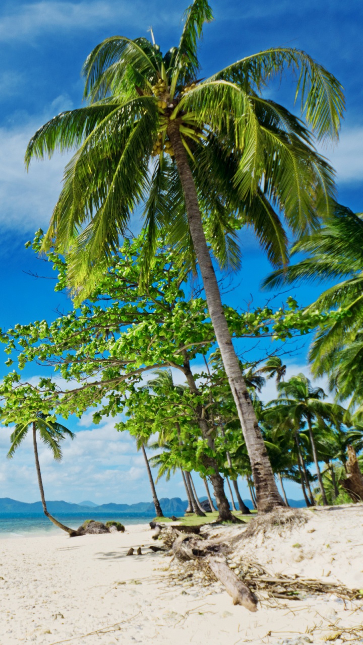 Palm Tree on White Sand Beach During Daytime. Wallpaper in 720x1280 Resolution