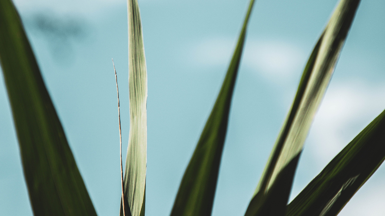 Green Wheat Field Under Cloudy Sky During Daytime. Wallpaper in 1280x720 Resolution