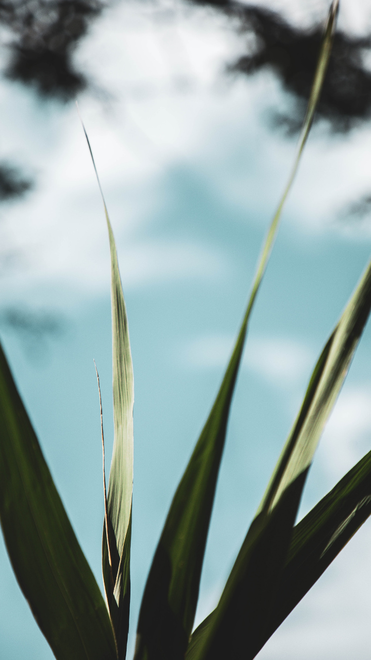 Green Wheat Field Under Cloudy Sky During Daytime. Wallpaper in 750x1334 Resolution