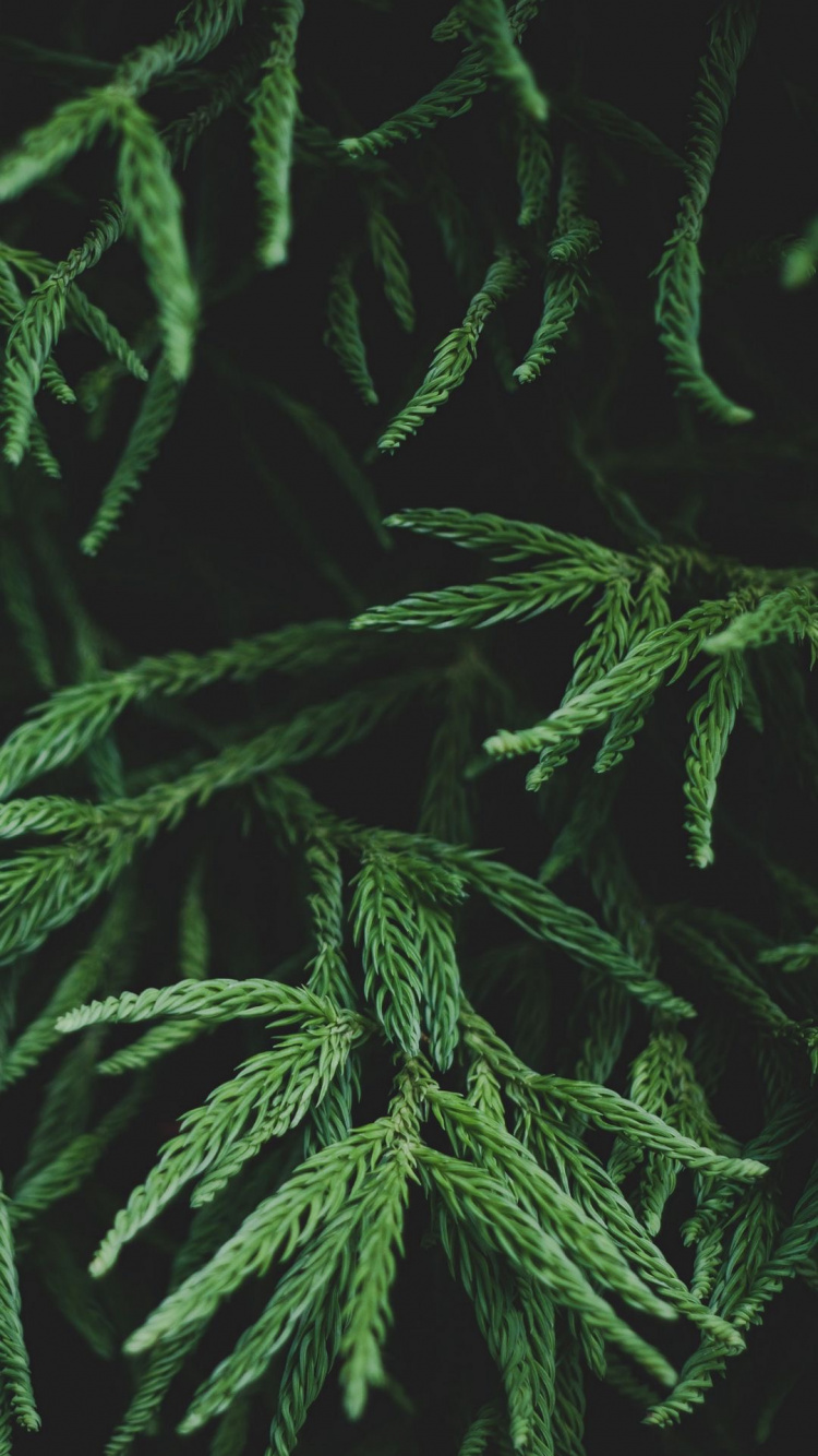 Leaf, Branch, Fern, Plant Stem, Terrestrial Plant. Wallpaper in 750x1334 Resolution