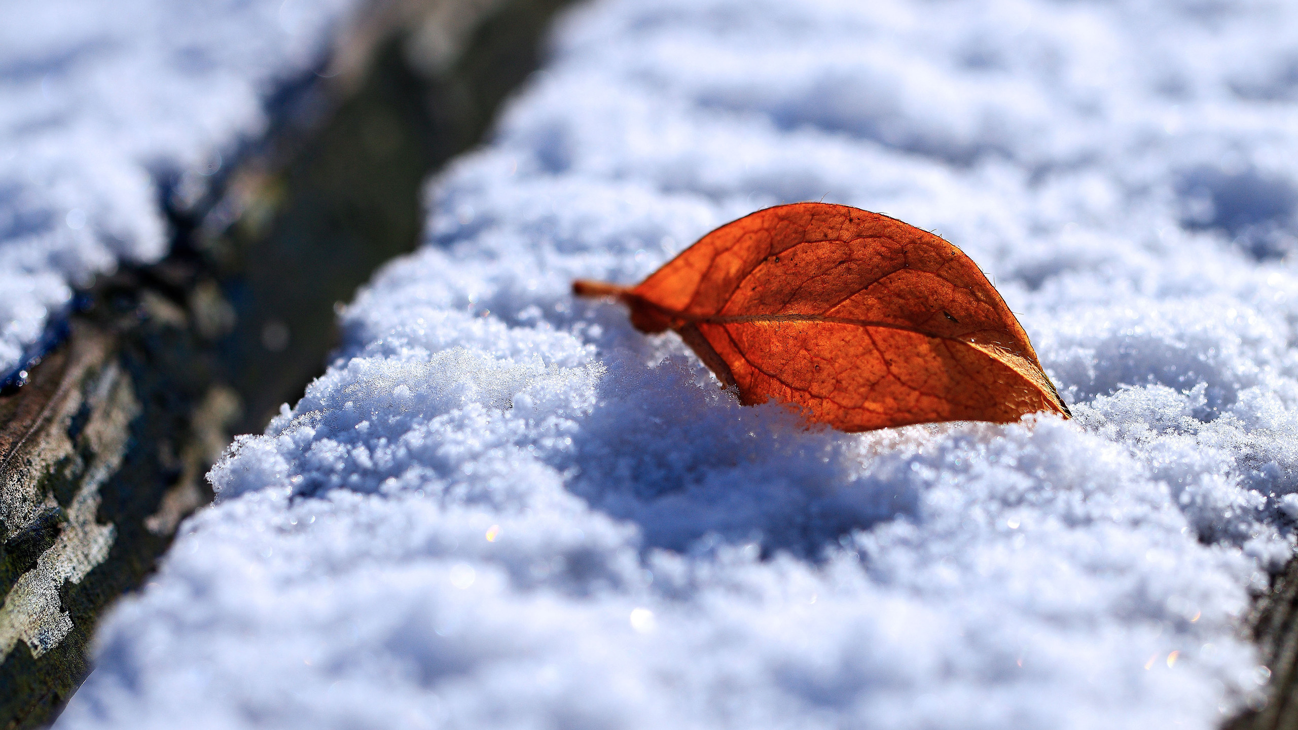 Feuille Brune Sur Sol Couvert de Neige. Wallpaper in 2560x1440 Resolution