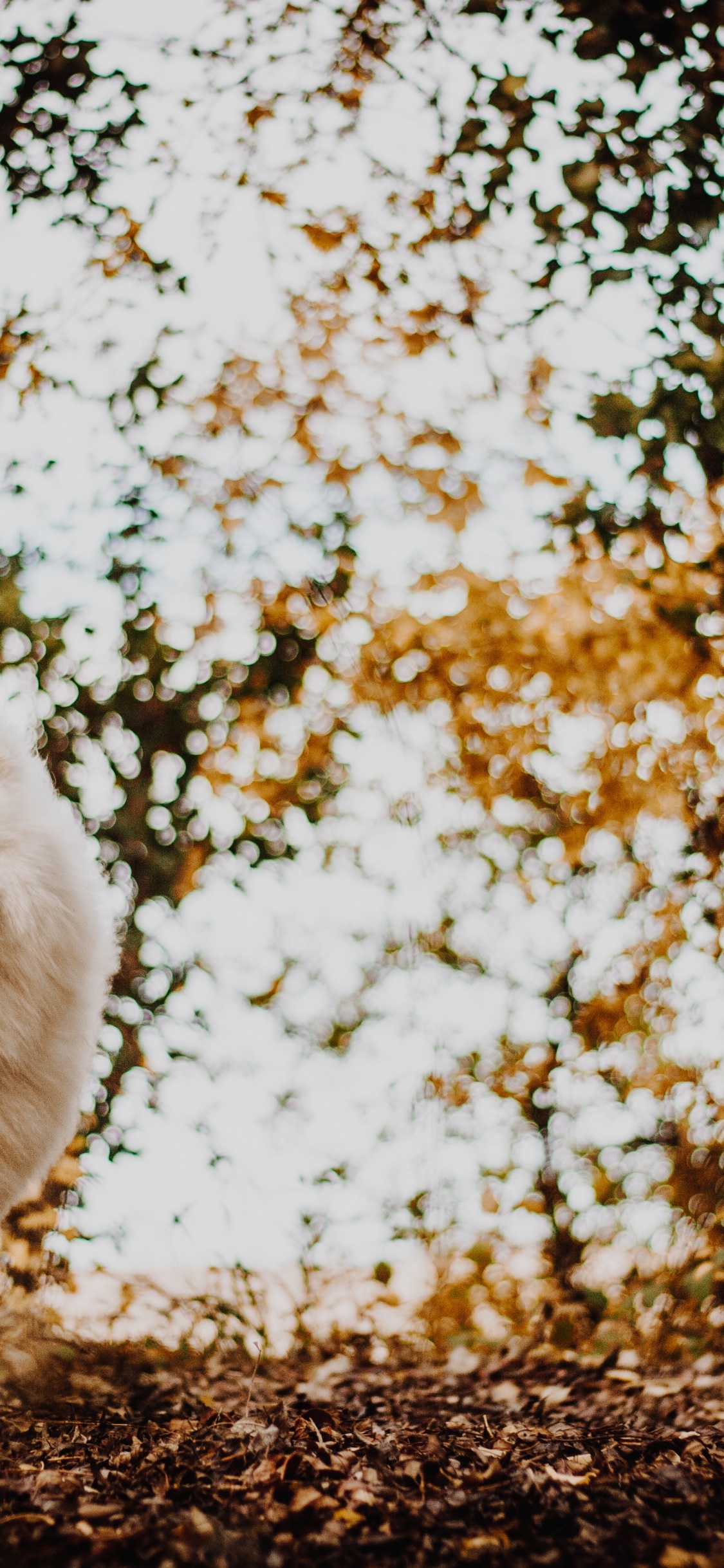 品种的狗, 萨摩狗, Volpino Italiano, 自然环境, 繁殖 壁纸 1125x2436 允许