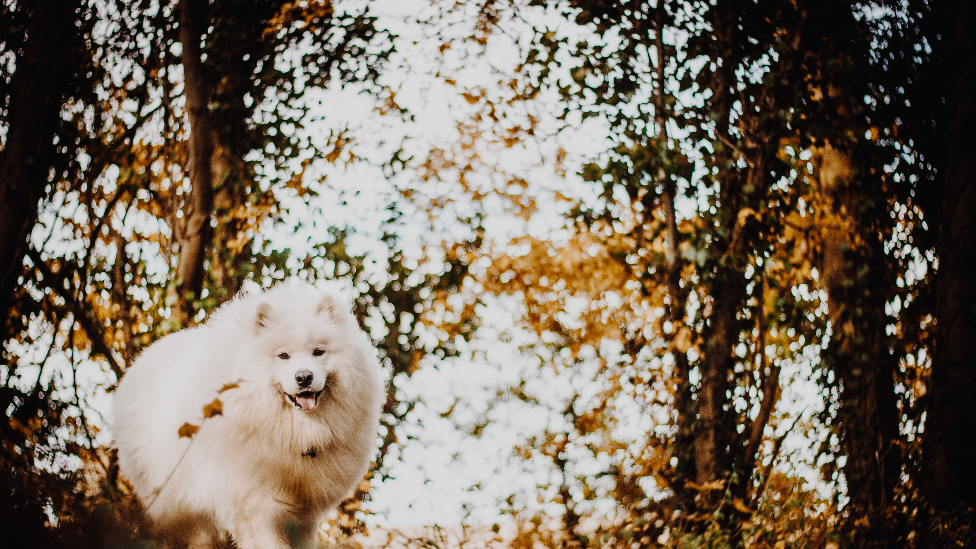 White Long Coated Dog on Brown Dried Leaves During Daytime. Wallpaper in 3840x2160 Resolution