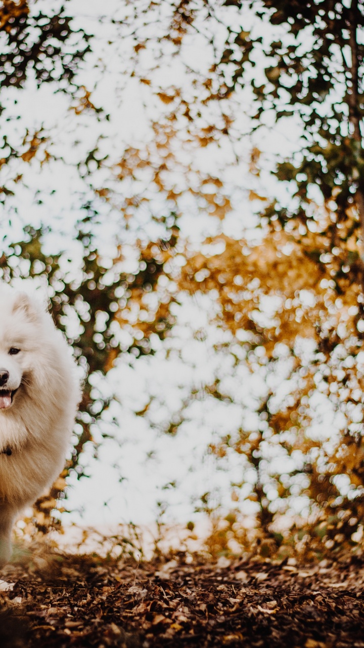 White Long Coated Dog on Brown Dried Leaves During Daytime. Wallpaper in 720x1280 Resolution