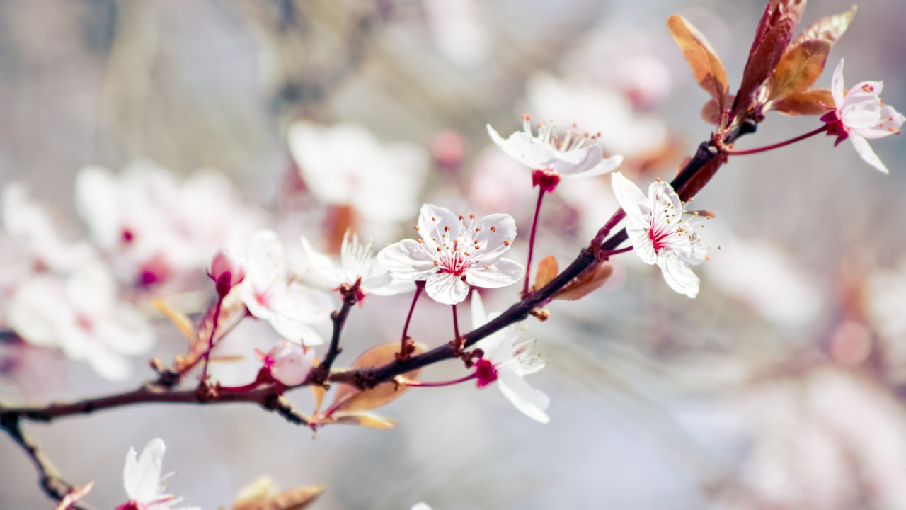 White and Pink Cherry Blossom in Close up Photography. Wallpaper in 1280x720 Resolution