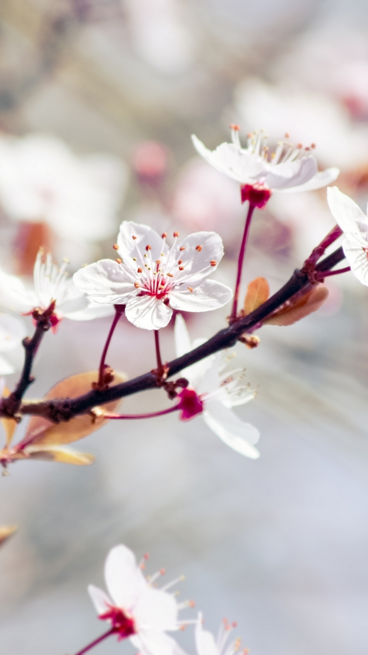 White and Pink Cherry Blossom in Close up Photography. Wallpaper in 750x1334 Resolution
