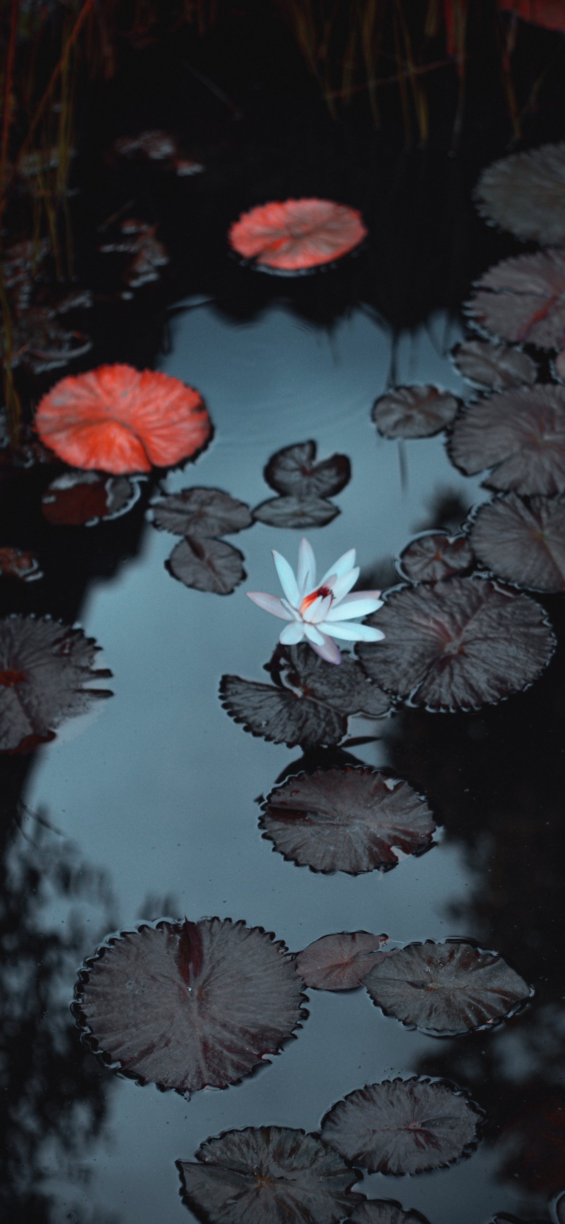 Eau, Les Ressources en Eau, Liquid, Botanique, Environnement Naturel. Wallpaper in 1125x2436 Resolution