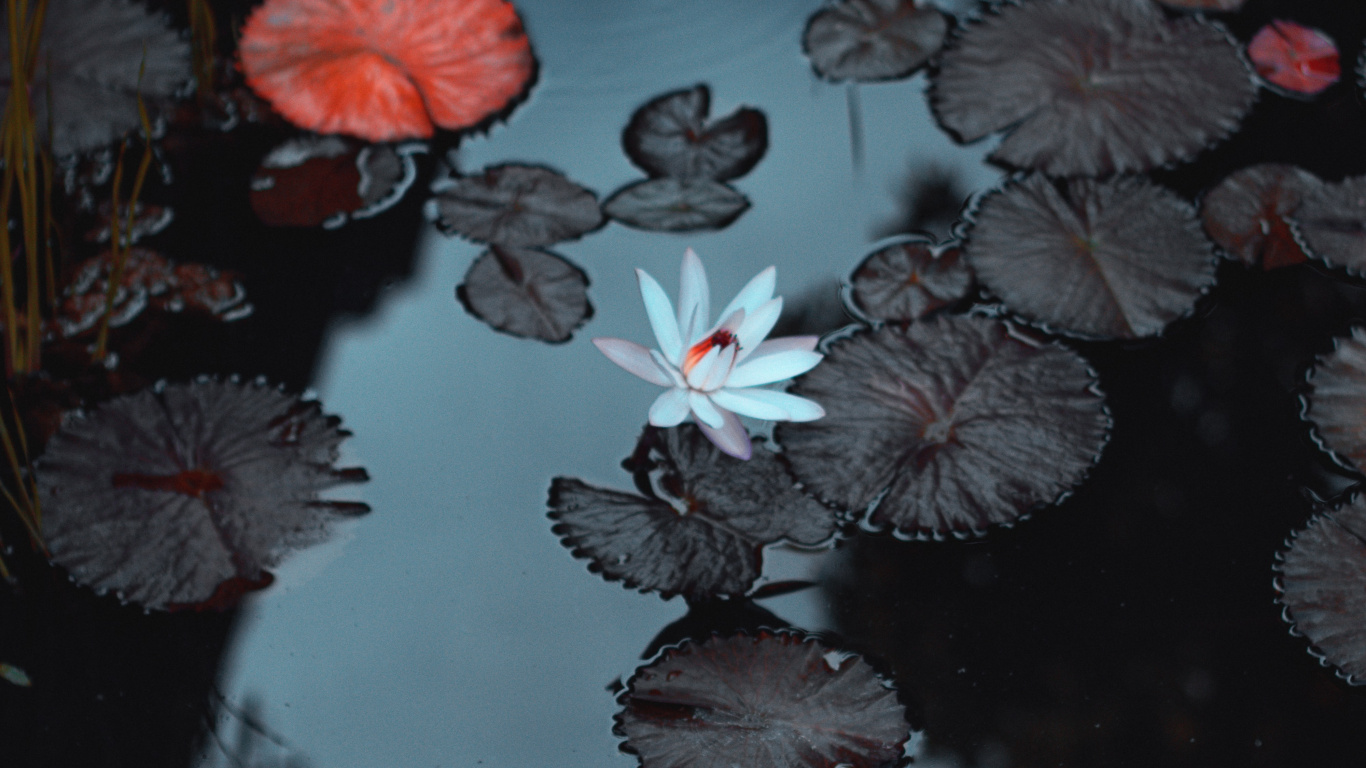 Eau, Les Ressources en Eau, Liquid, Botanique, Environnement Naturel. Wallpaper in 1366x768 Resolution