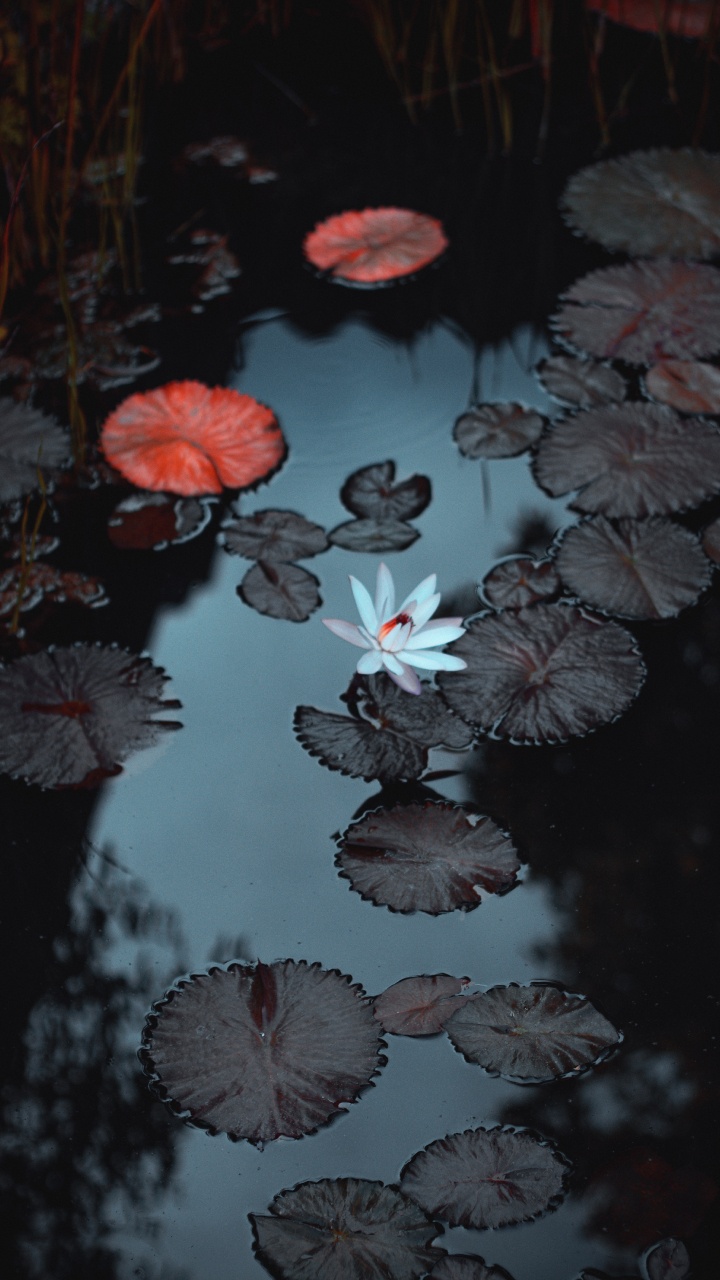 Eau, Les Ressources en Eau, Liquid, Botanique, Environnement Naturel. Wallpaper in 720x1280 Resolution