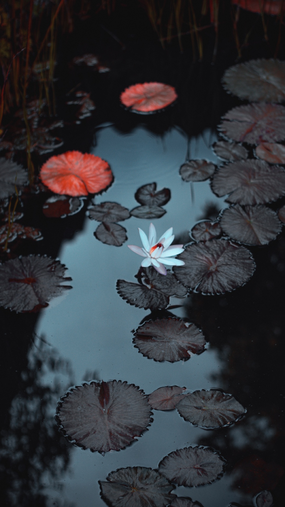 Wasser, Wasserressourcen, Botanik, Natürlichen Umgebung, Flüssigkeit. Wallpaper in 1080x1920 Resolution