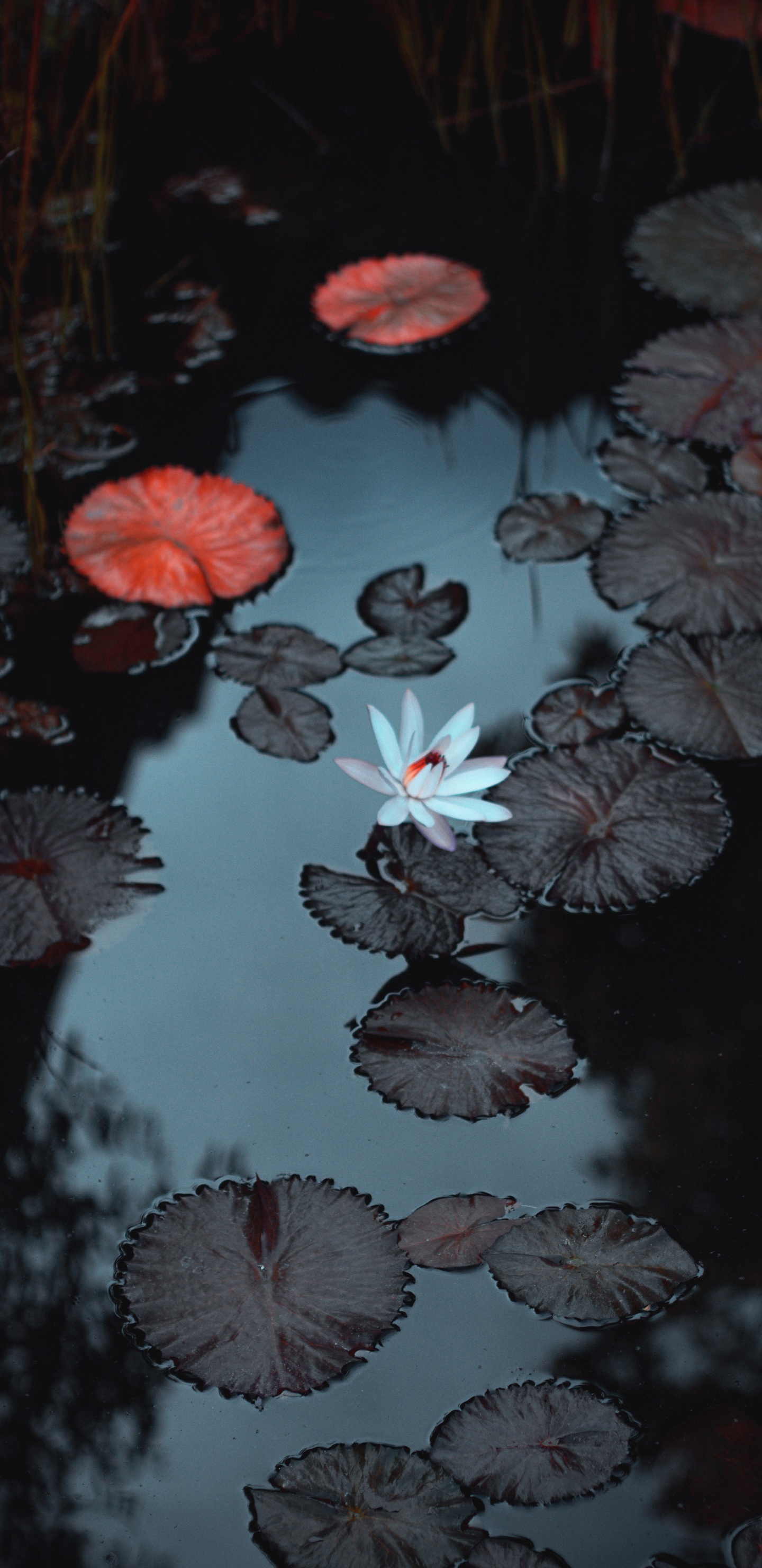 Water, Water Resources, Plant, Liquid, Botany. Wallpaper in 1440x2960 Resolution