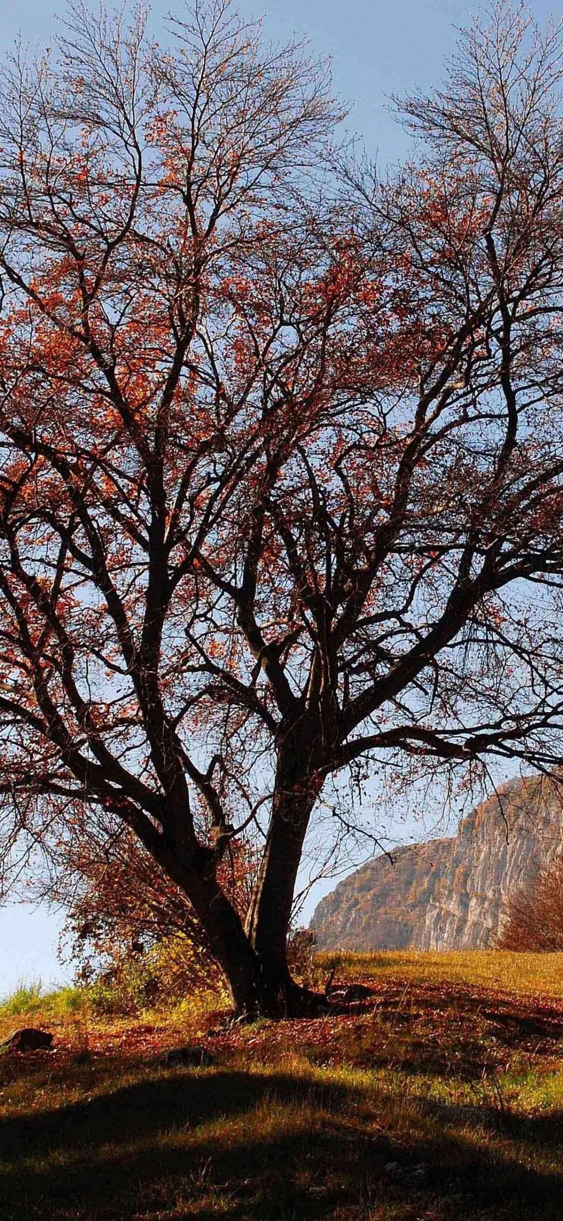Brown Bare Trees on Green Grass Field During Daytime. Wallpaper in 1125x2436 Resolution