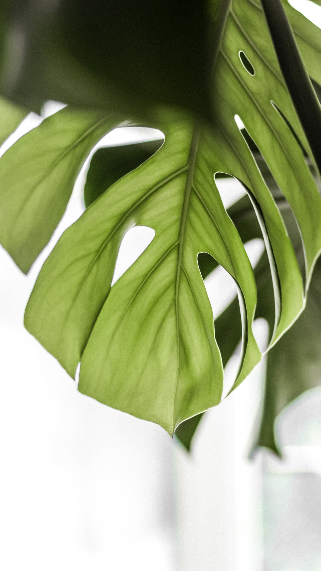 Green Leaves in Close up Photography. Wallpaper in 1080x1920 Resolution