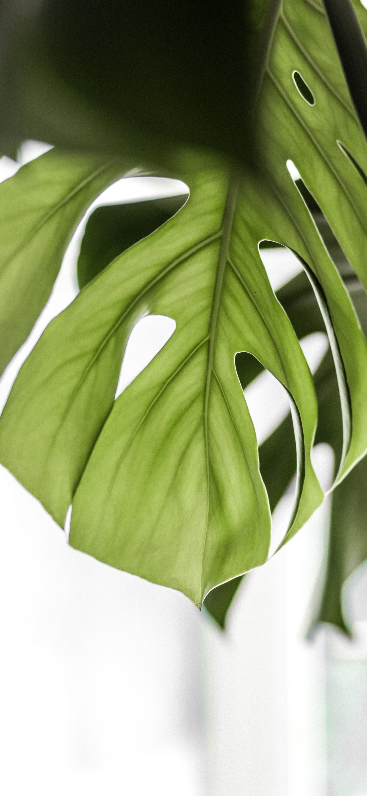Green Leaves in Close up Photography. Wallpaper in 1242x2688 Resolution