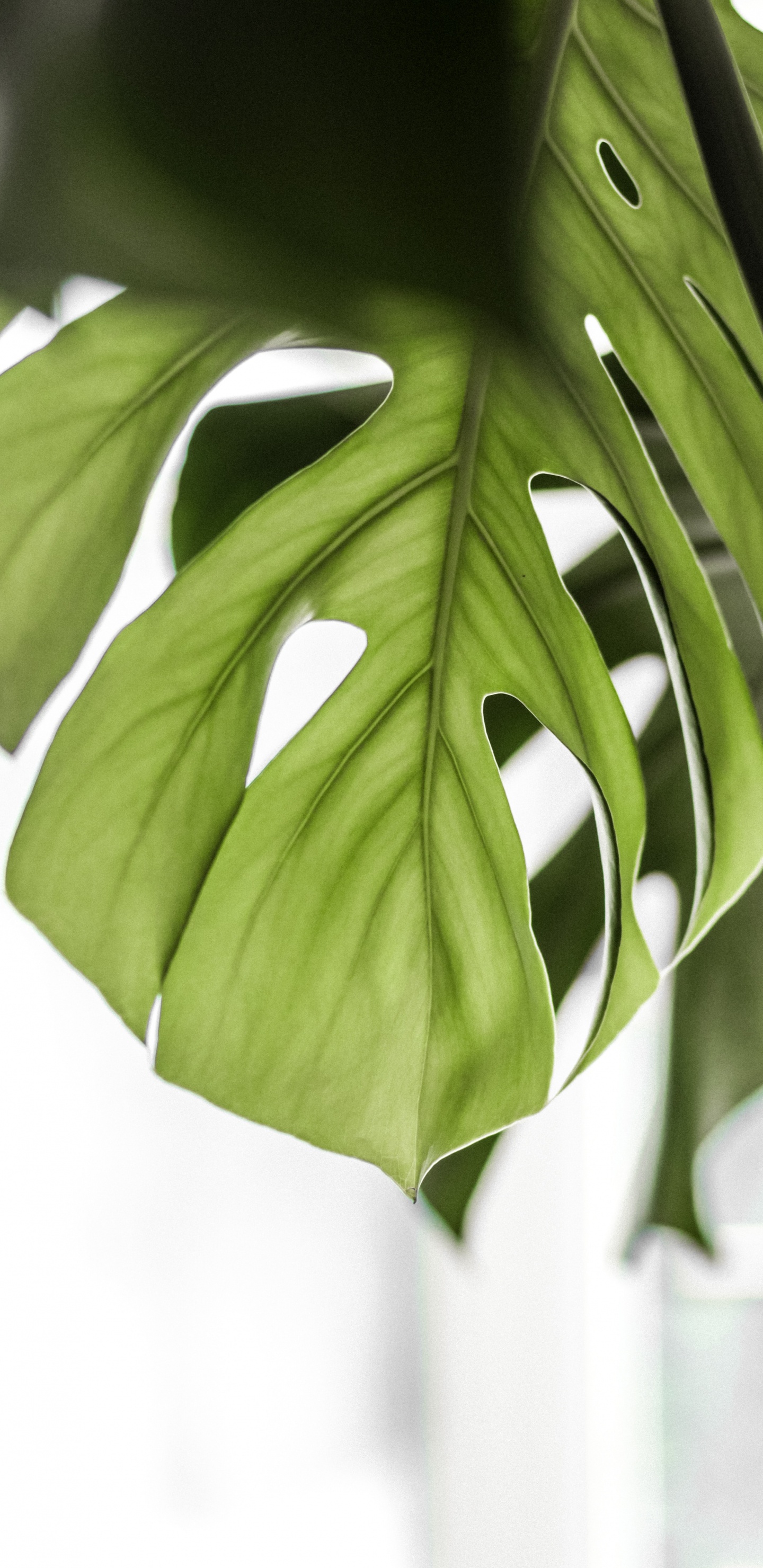 Green Leaves in Close up Photography. Wallpaper in 1440x2960 Resolution