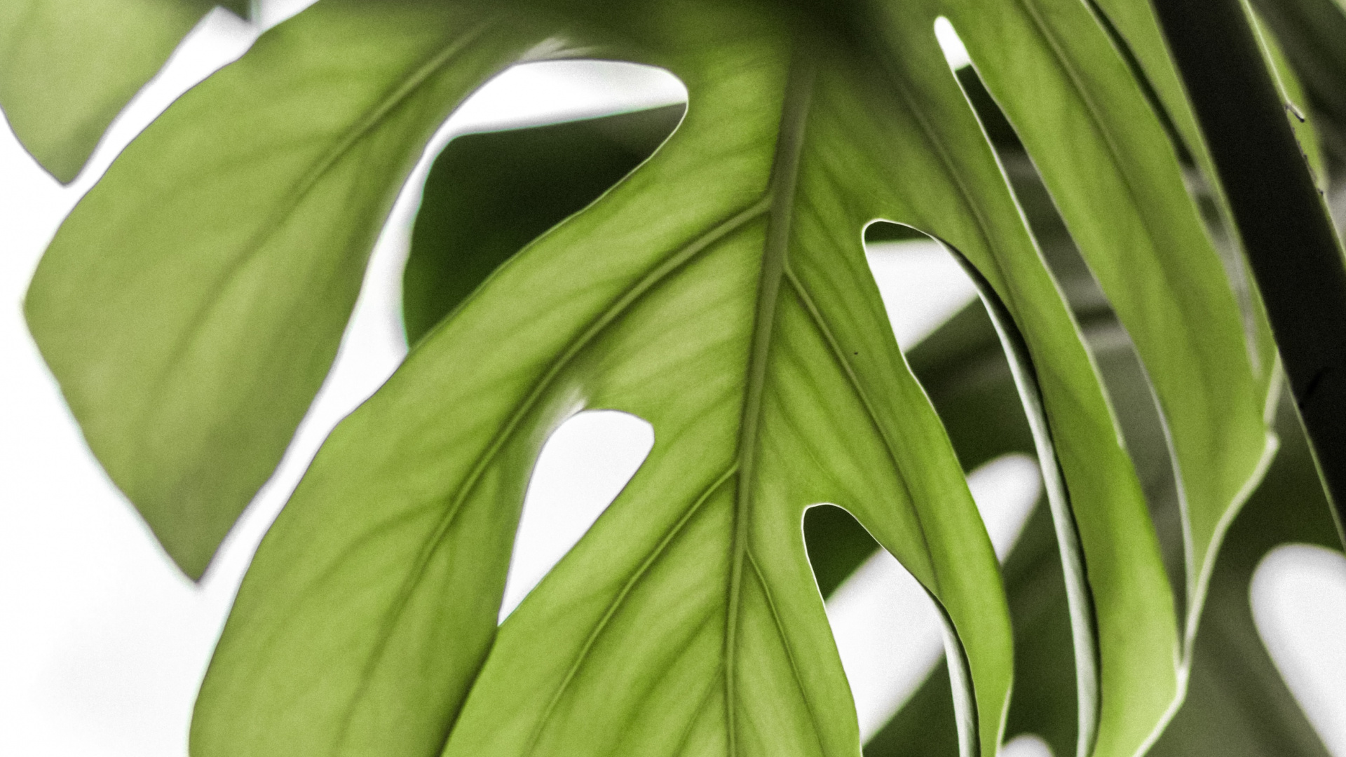 Green Leaves in Close up Photography. Wallpaper in 1920x1080 Resolution