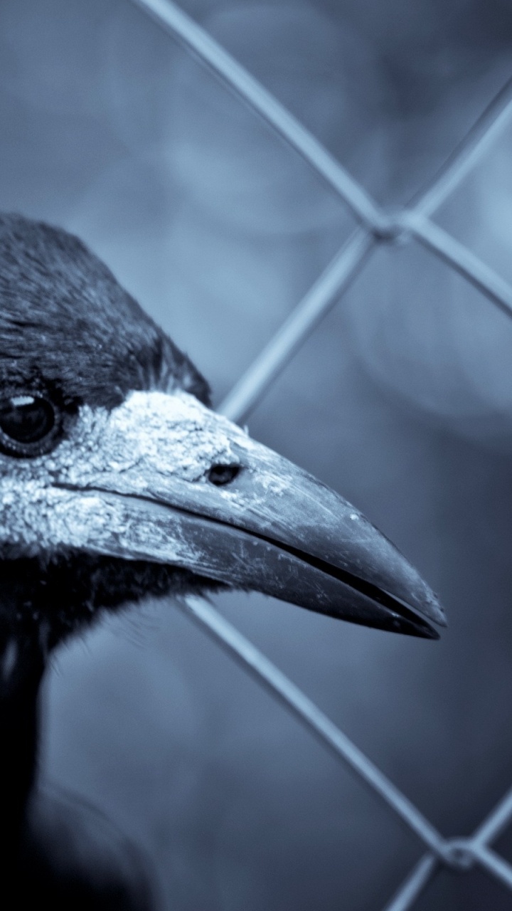 Schwarzer Vogel Auf Grauem Metallzaun. Wallpaper in 720x1280 Resolution