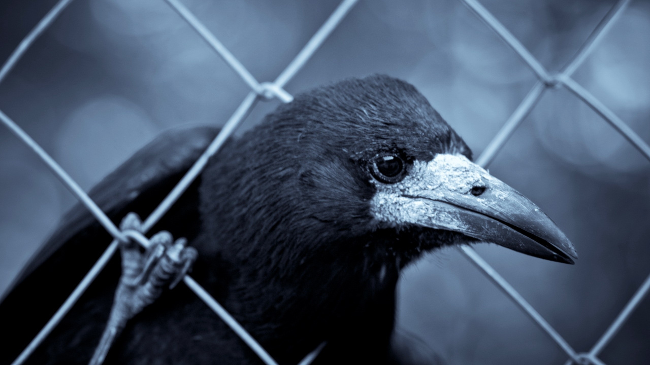 Black Bird on Gray Metal Fence. Wallpaper in 1280x720 Resolution
