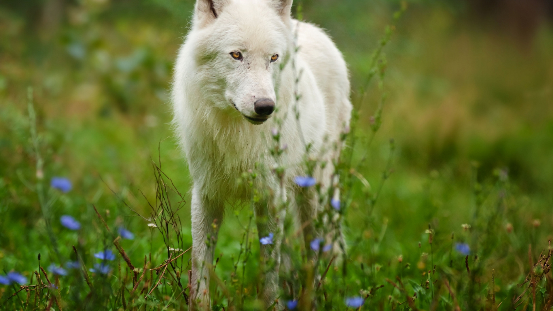 Weißer Wolf Auf Grünem Gras Tagsüber. Wallpaper in 1920x1080 Resolution