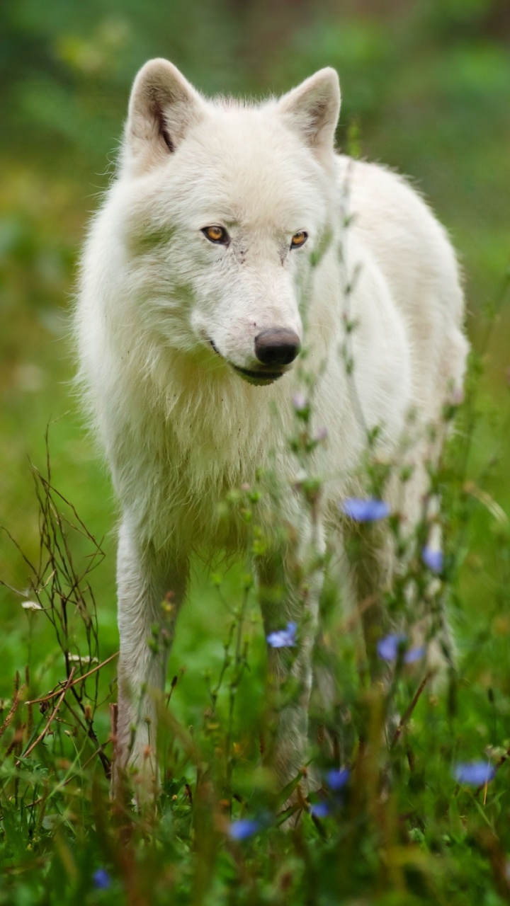 Weißer Wolf Auf Grünem Gras Tagsüber. Wallpaper in 720x1280 Resolution