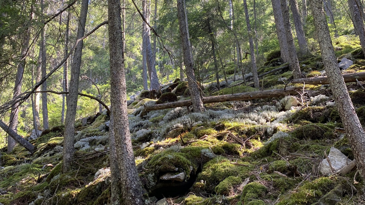 Woodland, Végétation, Nature, Environnement Naturel, Paysage Naturel. Wallpaper in 1280x720 Resolution