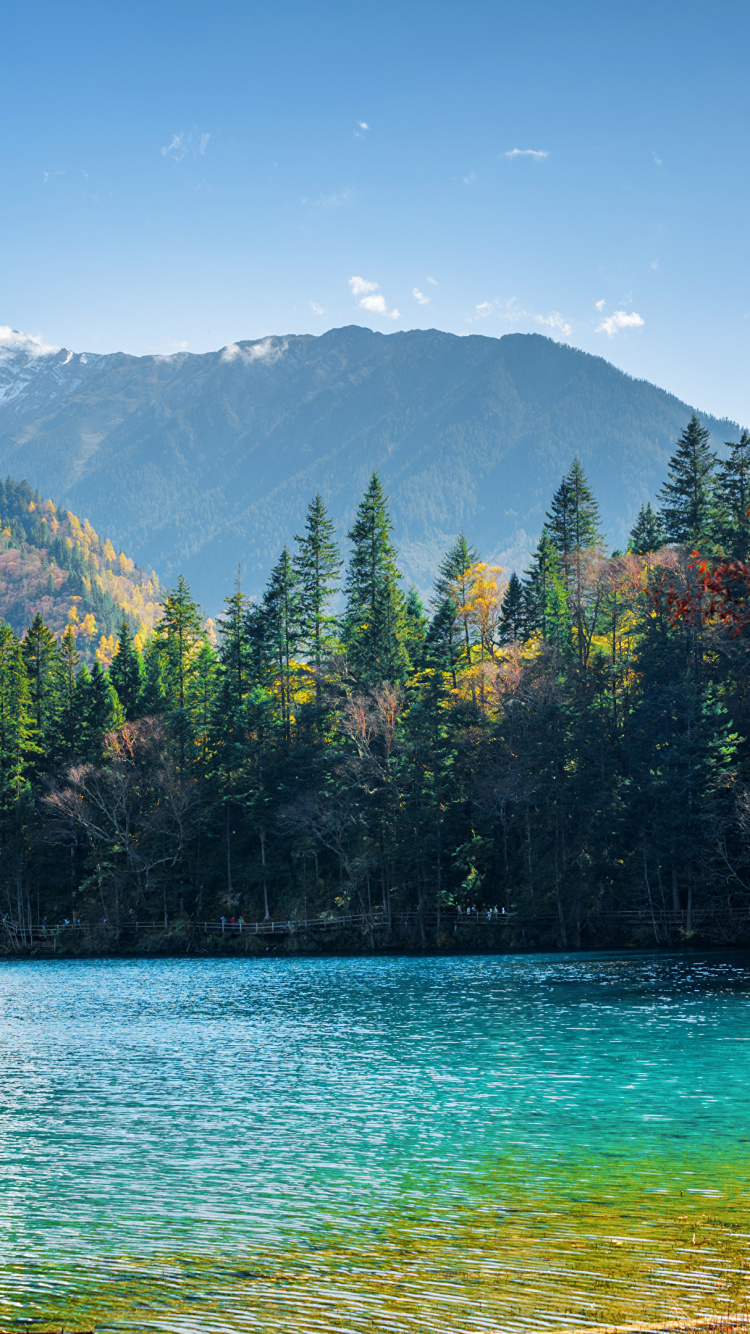 Árboles Verdes Cerca Del Cuerpo de Agua Durante el Día. Wallpaper in 750x1334 Resolution