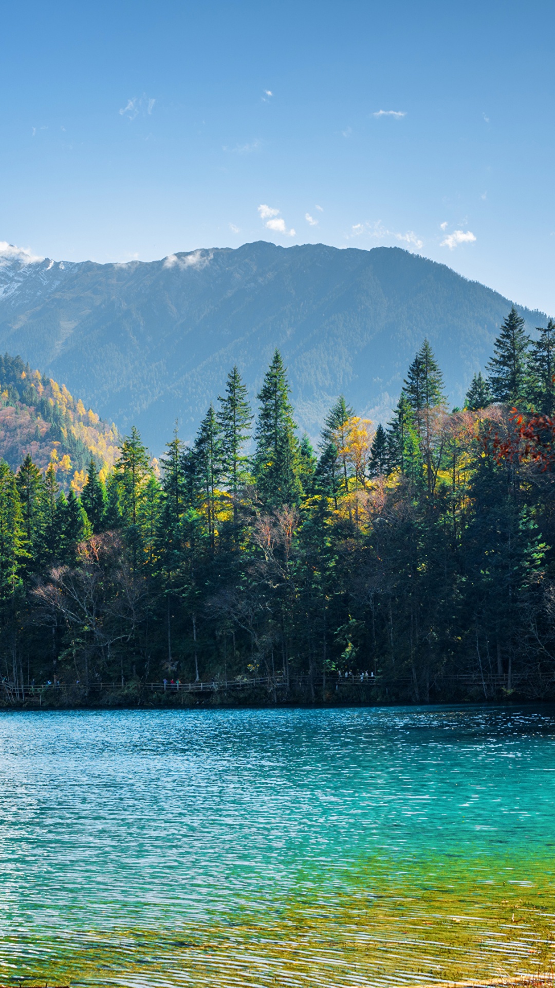 Green Trees Near Body of Water During Daytime. Wallpaper in 1080x1920 Resolution