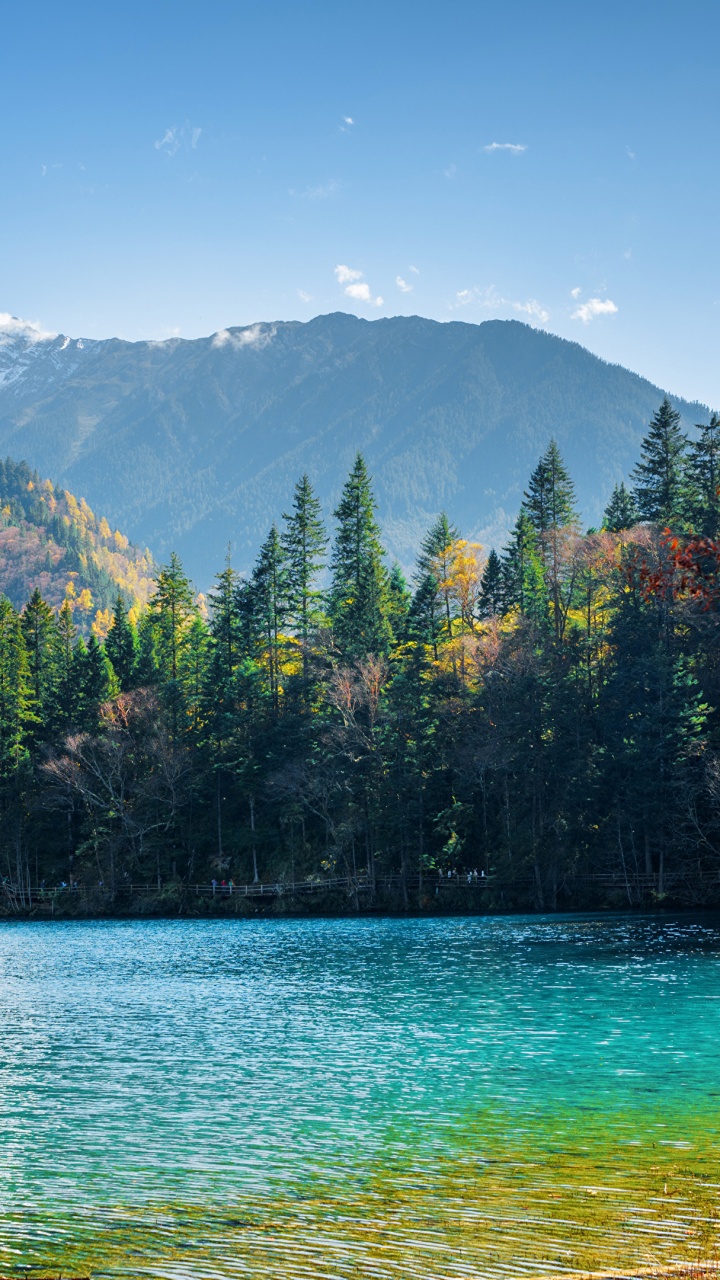 Green Trees Near Body of Water During Daytime. Wallpaper in 720x1280 Resolution