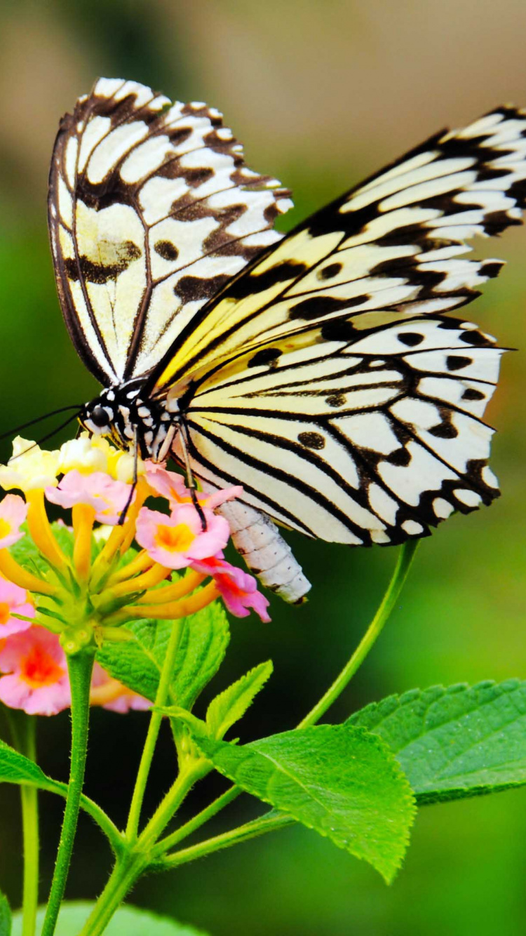 Black and White Butterfly Perched on Yellow and Pink Flower in Close up Photography During Daytime. Wallpaper in 750x1334 Resolution