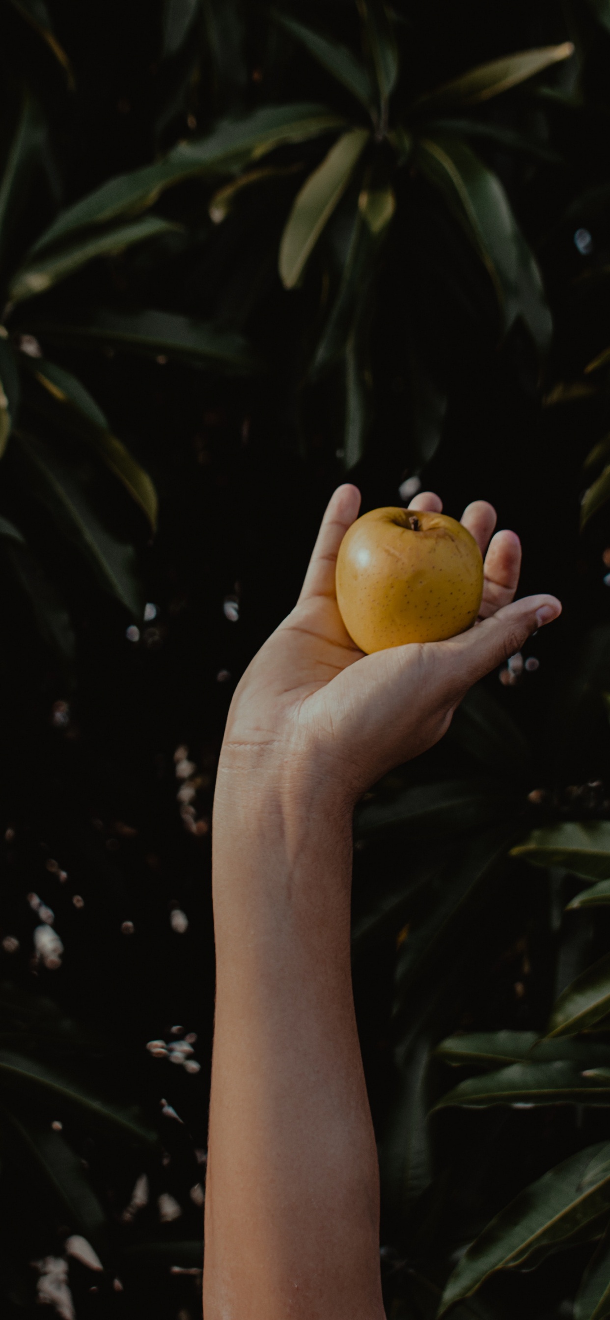 Persona Sosteniendo Una Manzana Amarilla. Wallpaper in 1242x2688 Resolution