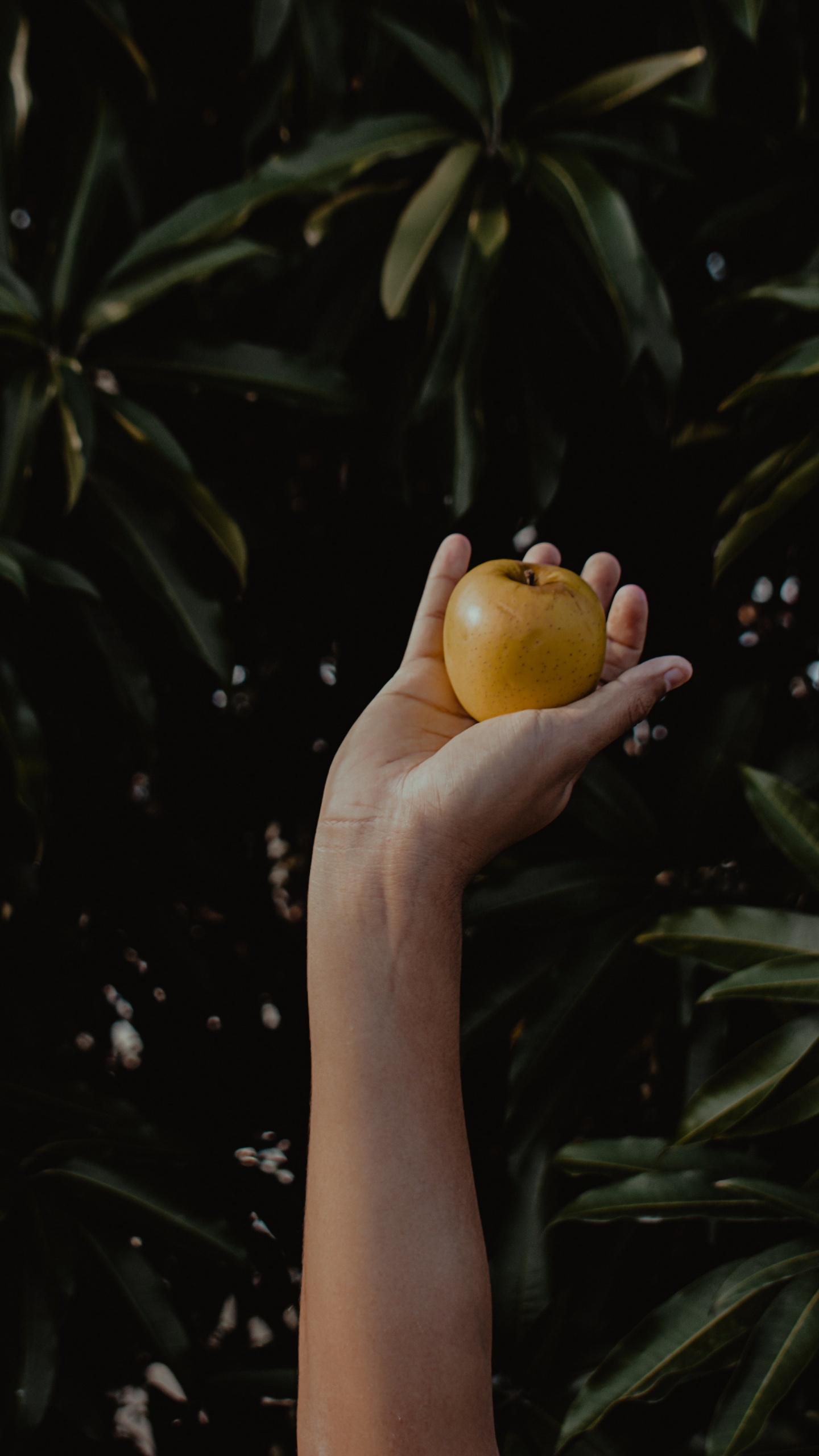 Person Holding Yellow Apple Fruit. Wallpaper in 1440x2560 Resolution