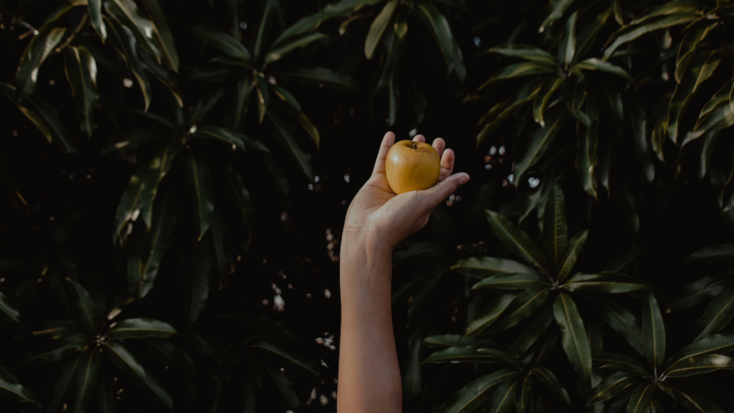 Person Holding Yellow Apple Fruit. Wallpaper in 2560x1440 Resolution