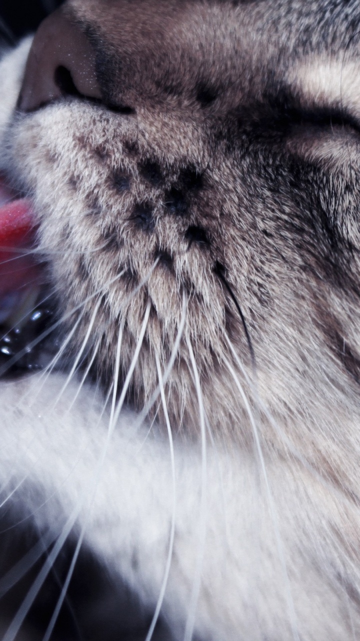 Chat Tigré Brun Avec Collier Rouge. Wallpaper in 720x1280 Resolution