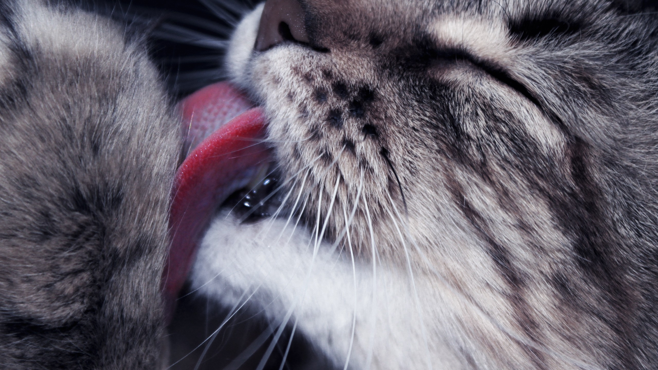 Braun Getigerte Katze Mit Rotem Halsband. Wallpaper in 2560x1440 Resolution