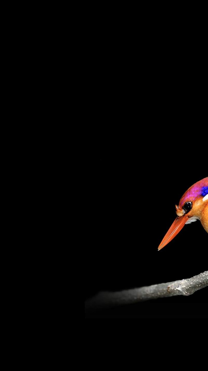 Microsoft Surface, Microsoft Surface Studio, Superficie, Surface Studio, Surface Go. Wallpaper in 720x1280 Resolution