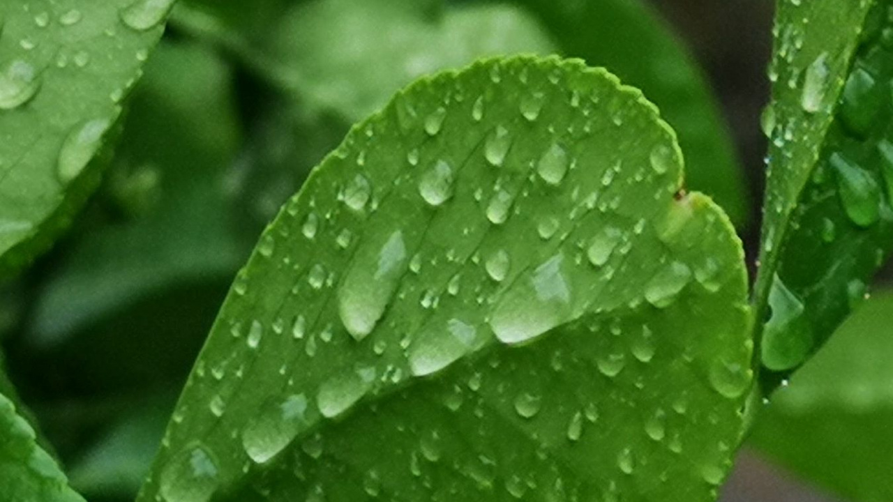 Leaf, Branch, Plant, Water, Liquid. Wallpaper in 1280x720 Resolution