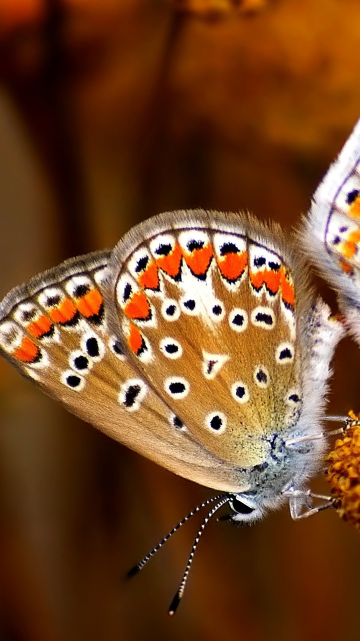 Brown and White Butterfly Perched on Brown Flower in Close up Photography During Daytime. Wallpaper in 720x1280 Resolution