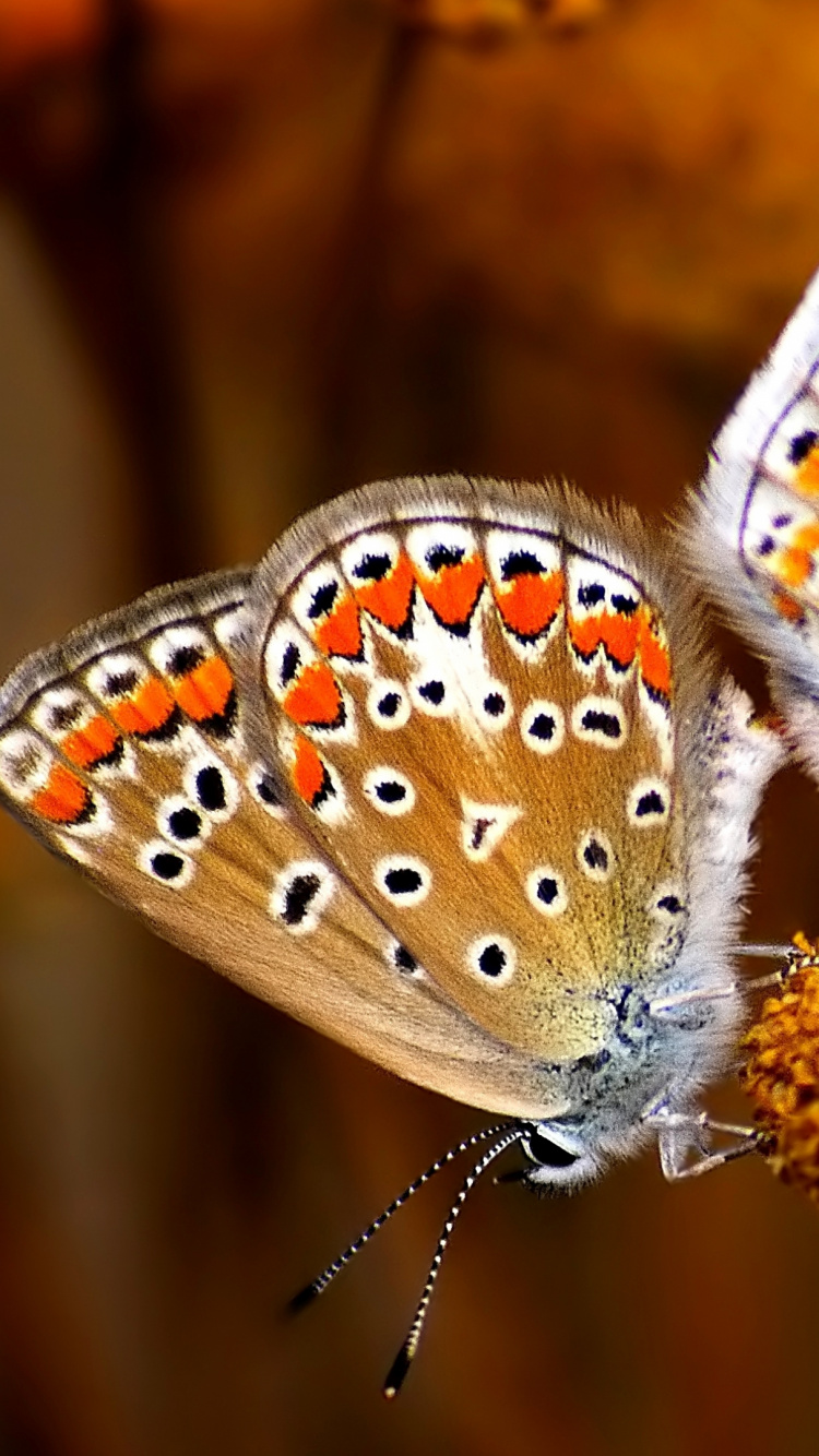 Brown and White Butterfly Perched on Brown Flower in Close up Photography During Daytime. Wallpaper in 750x1334 Resolution